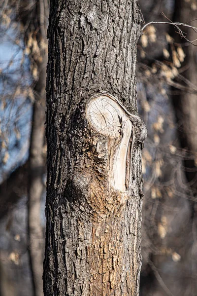 Trädstam Bark Närbild Natur — Stockfoto