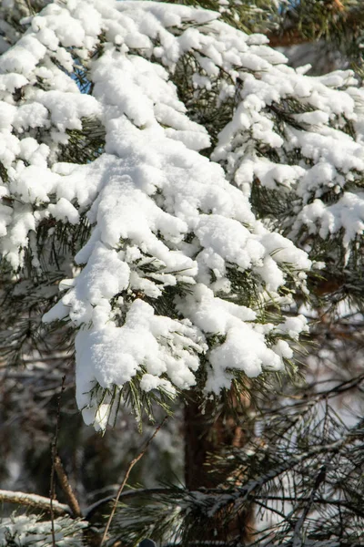 겨울의 소나무들은 겨울의 풍경을 가까이 수있습니다 — 스톡 사진