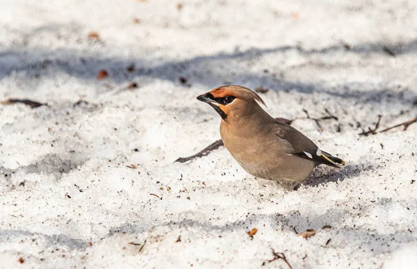 Pássaro Bombycilla Árvores Nevadas Inverno Paisagem Natural — Fotografia de Stock