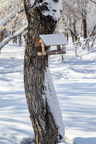 Burung Pemakan Kayu Musim Dingin Park Lanskap Musim Dingin — Stok Foto