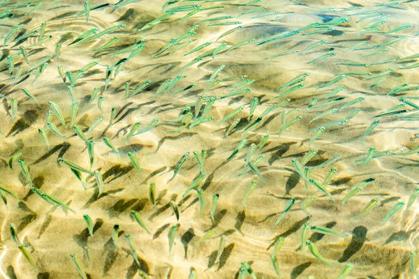 Pequenos Peixes Água Mar Transparente Fundo Peixe Mar — Fotografia de Stock