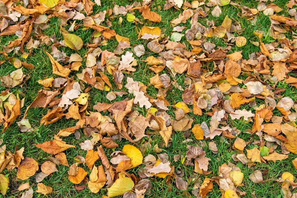 Foglie Gialle Erba Verde Sfondo Autunno — Foto Stock