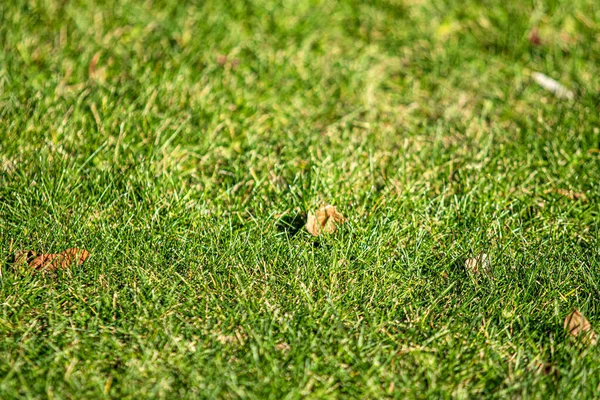 Hierba Verde Con Foco Central Fondo —  Fotos de Stock