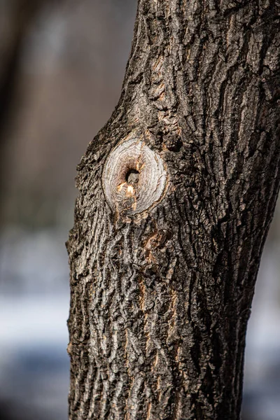 Trädstam Bark Närbild Natur — Stockfoto