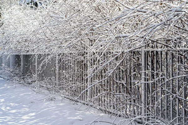 Cerca Forjada Metal Neve Parque Inverno Paisagem Inverno — Fotografia de Stock