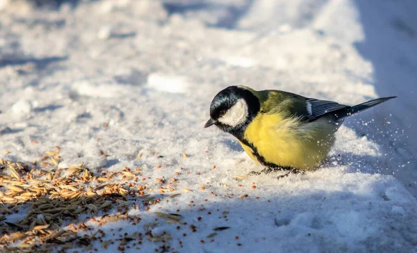 Great Tit Bird Winter Snow Park Nature — Stok fotoğraf