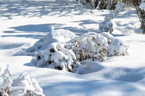 Paesaggio Invernale Nel Parco Una Giornata Limpida Soleggiata Rami Albero — Foto Stock