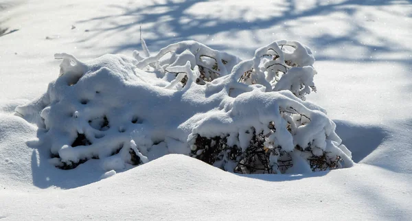 晴れた日の公園の冬の風景 雪の中の木の枝 — ストック写真