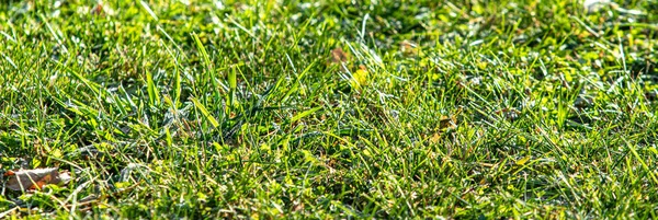 Green Grass Central Focus Background — Stock Photo, Image
