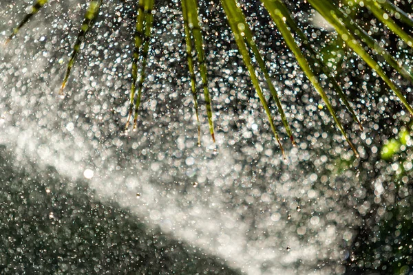 Système Irrigation Arrosage Herbe Verte Fond Flou — Photo