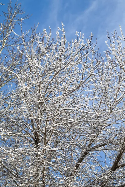 Boom Takken Sneeuw Tegen Een Blauwe Lucht Winterlandschap — Stockfoto