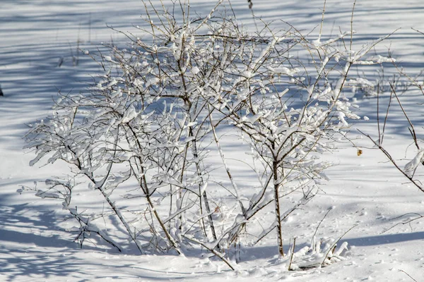 Paisaje Invernal Parque Claro Día Soleado Ramas Árboles Nieve — Foto de Stock