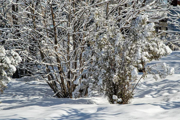Paisagem Inverno Parque Dia Ensolarado Claro Galhos Árvores Neve — Fotografia de Stock