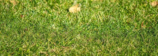 Grünes Gras Mit Zentralem Fokus Hintergrund — Stockfoto