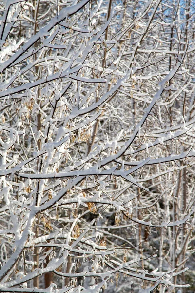 Des Branches Arbres Dans Neige Contre Ciel Bleu Paysage Hivernal — Photo