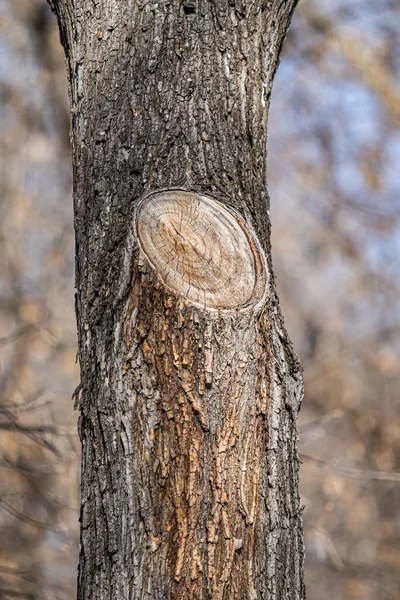 Trädstam Bark Närbild Natur — Stockfoto