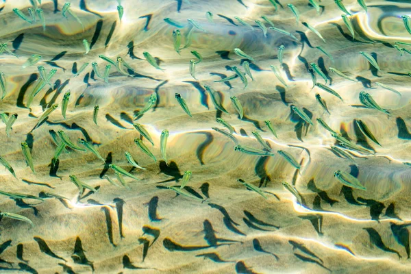 Pequenos Peixes Água Mar Transparente Fundo Peixe Mar — Fotografia de Stock