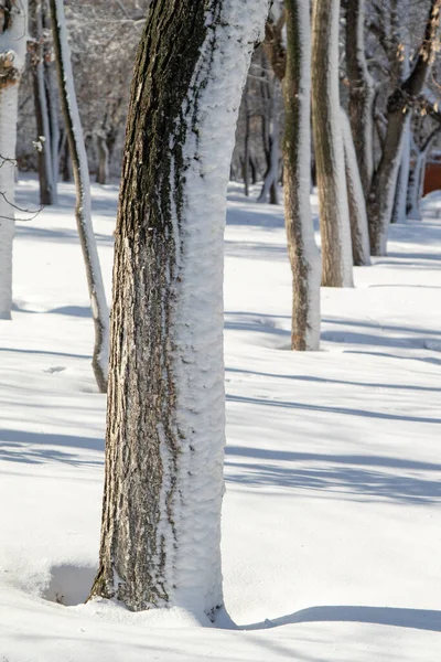 Zimní Krajina Parku Jasného Slunečného Dne Větve Stromů Sněhu — Stock fotografie