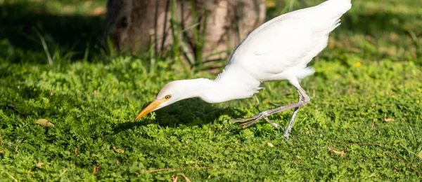 White Egyptian Heron Background Green Grass — Stock Photo, Image