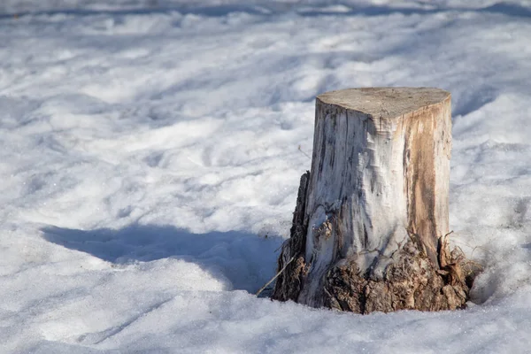 Velho Toco Neve Inverno — Fotografia de Stock