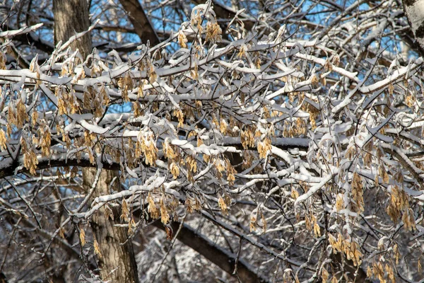 Paisagem Inverno Parque Dia Ensolarado Claro Galhos Árvores Neve — Fotografia de Stock