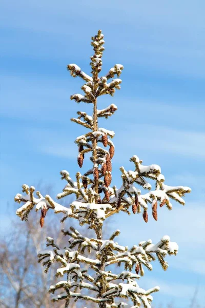 Kışın Bir Çam Ağacının Tepesinde Mavi Bir Gökyüzüne Karşı — Stok fotoğraf