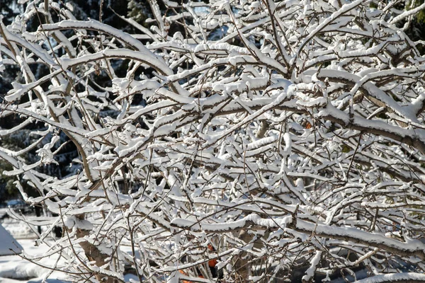 Winterlandschap Het Park Een Heldere Zonnige Dag Takken Sneeuw — Stockfoto