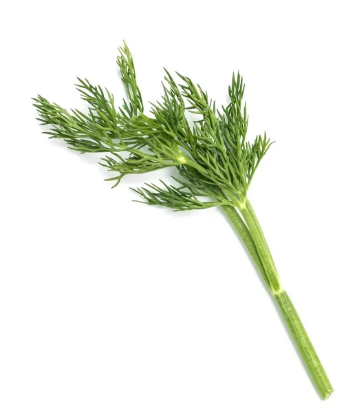 Sprigs Green Parsley Dill Isolated White Background — Stock Photo, Image