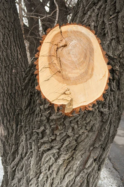 Färsk Sågad Ett Träd Våren Naturen — Stockfoto