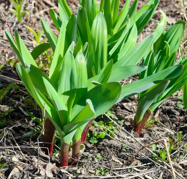 土からの植物の最初の春の芽 — ストック写真