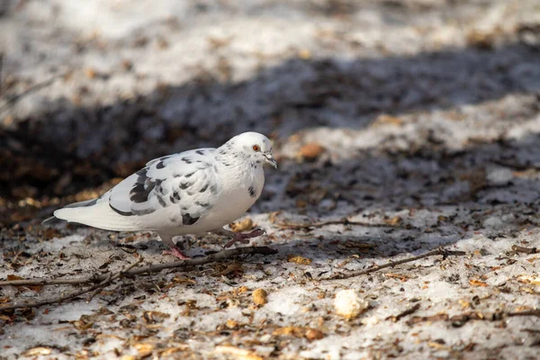 White Dove Ground Looking Food Spring — Stock Photo, Image