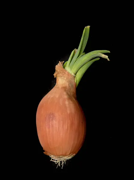 Cebolla Con Brotes Verdes Aísla Sobre Fondo Negro — Foto de Stock