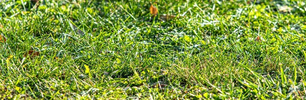 Grünes Gras Mit Zentralem Fokus Hintergrund — Stockfoto