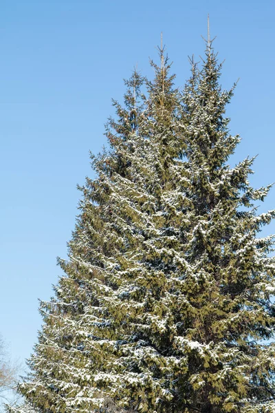 Top Pine Tree Winter Blue Sky Stock Photo