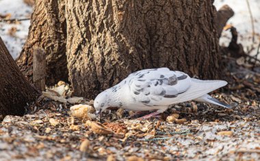 Yerdeki beyaz güvercin baharda yiyecek arıyor..