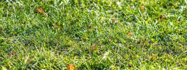 Merkezi odaklı yeşil çimen, arkaplan.