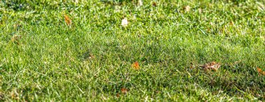 Merkezi odaklı yeşil çimen, arkaplan.