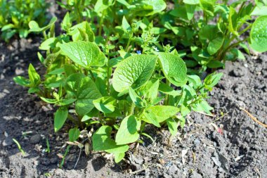 Topraktan, doğadan ilk bahar filizleniyor..