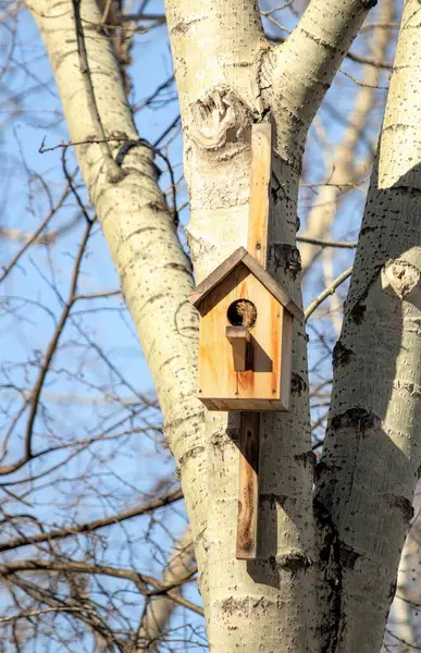 Rumah Pohon Untuk Burung Langit Musim Semi Biru — Stok Foto