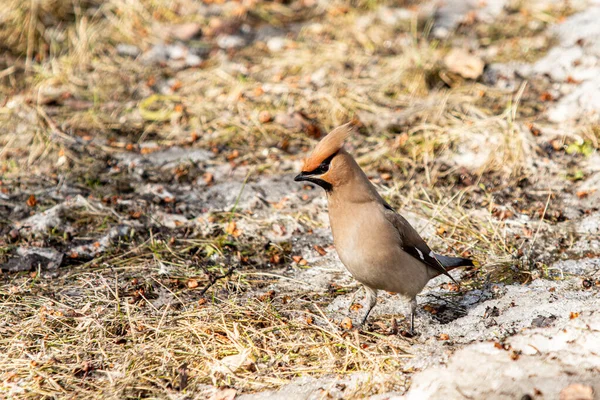 Bombycilla Ptak Zimowe Śnieżne Drzewa Naturalny Krajobraz — Zdjęcie stockowe