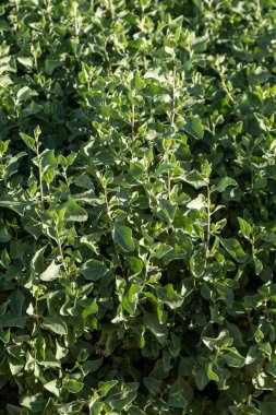 Arkaplan olarak parlak yeşil yapraklar, yeşil bir bitkinin dokusu. Bahar manzarası.