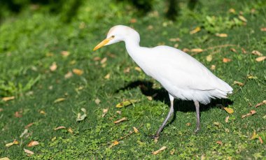 Yeşil çimenlerin üzerinde beyaz Mısır balıkçıl kuşu.