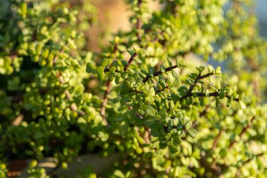 Arkaplan olarak parlak yeşil yapraklar, yeşil bir bitkinin dokusu. Bahar manzarası.