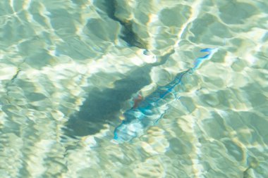 Sudaki deniz renkli balıklar, çözünmüş su arka plan görüntüsü.