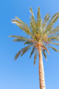 Mavi arkaplanda hurma ağacı.