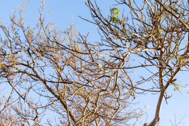 İlkbaharda gökyüzüne karşı çıplak bir ağacın akasya dalları.