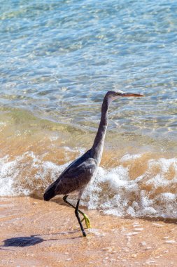 Deniz kıyısındaki gri Mısır balıkçıl kuşu, yakın plan..