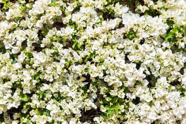 Beyaz çiçeklerin bolluğu, bahar manzarası. Güzel beyaz çiçekler, çiçekli arka plan.