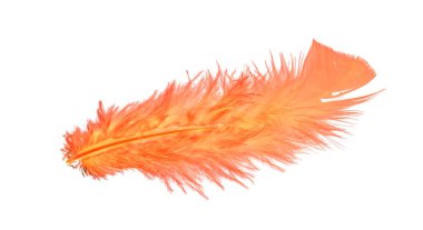 Beyaz arkaplanda kuş tüyü, parlak renkli tüyler.