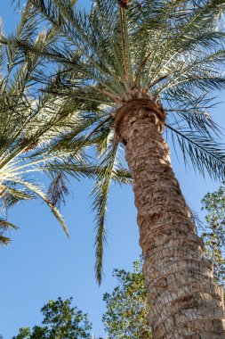 Mavi gökyüzüne karşı palmiye ağaçları, gökyüzüne karşı palmiye yaprakları.